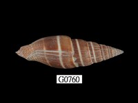 藏品(黑筆螺)的圖片